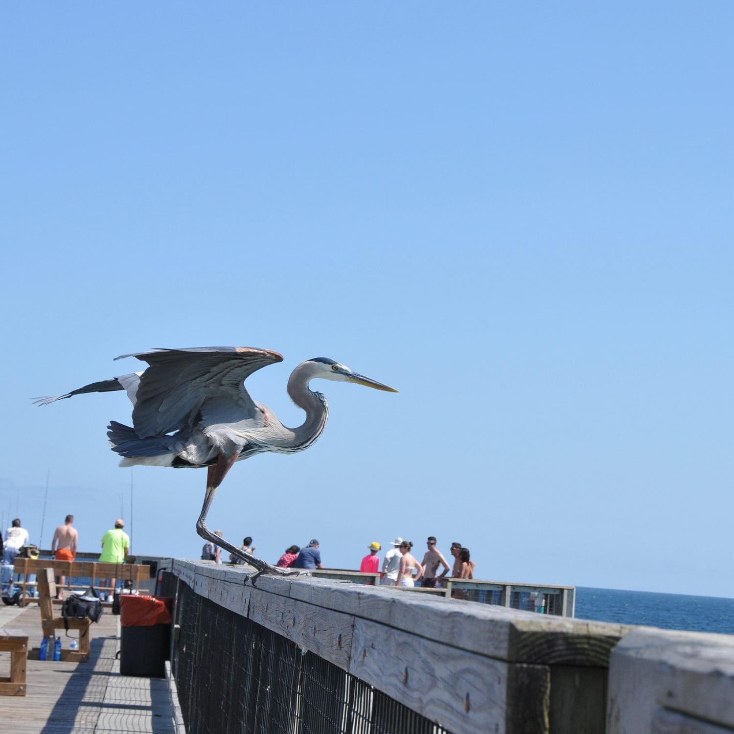 Great Blue Herons